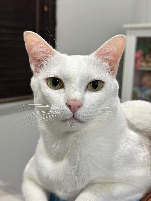 น้องแมวขาวมณีตาสีเดียว 1