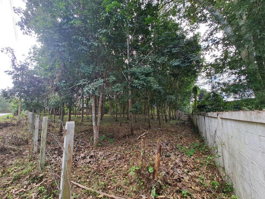 ขายที่ดินสวนยาง 2.40 ไร่ พร้อมโฉนด เหมาะแก่การลงทุน หลังวิทยาลัยการอาชีพปัว ต.ปัว จ.น่าน  6