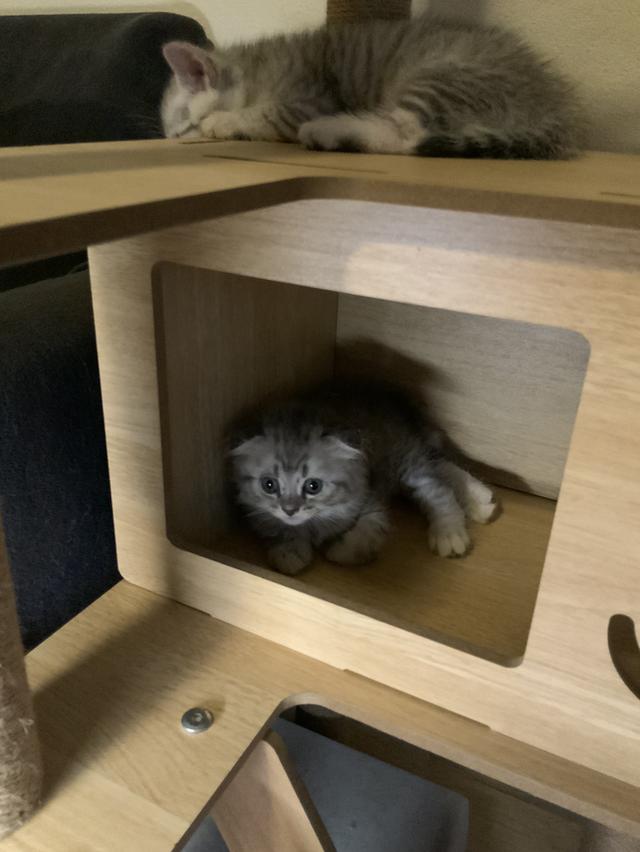 น้องแมวสกอตติชแท้ เจ้าของเลี้ยงเอง หาบ้านให้น้อง ขอค่าเทอมนิดเดียว รูปที่ 5