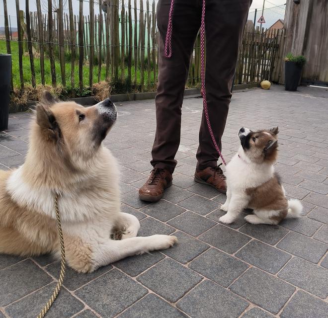 Pedigree Thai Bangkaew Puppies  WhatsApp me : +66 63 826 3042