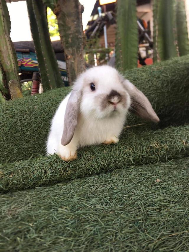 หาบ้านใหม่ให้น้องๆค่ะ Holland Lop 2