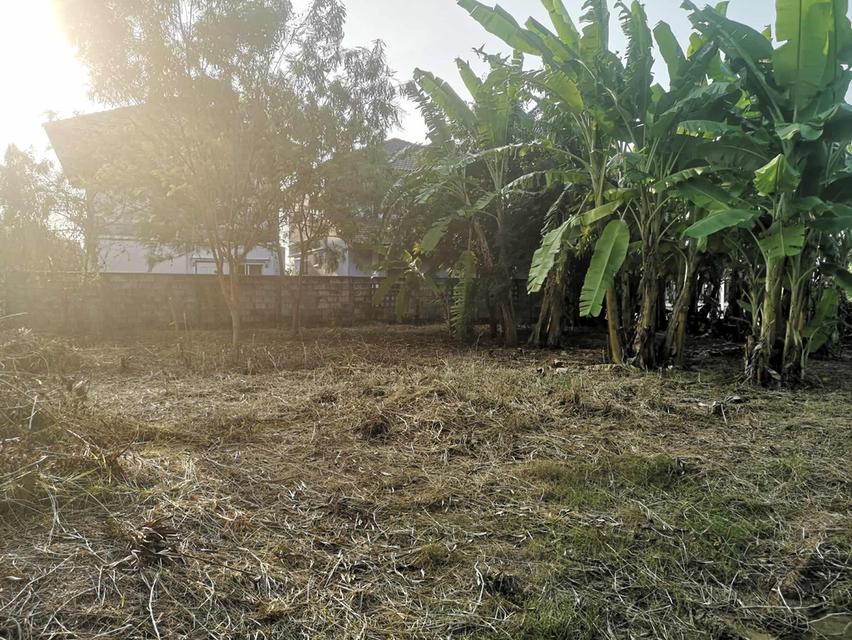 ที่ดินเปล่าถมแล้ว 50 ตารางวา 3