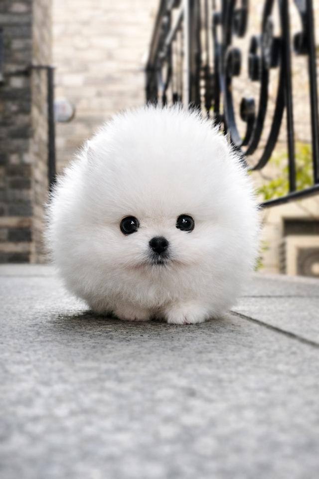 ขายลูกสุนัข Pomeranian หน้าหมี น่ารักมาก เกรดพรีเมียม นำเข้าจากเกาหลี รูปที่ 8