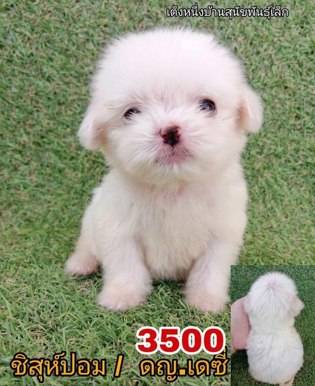 ชิสุห์ปอม ดญ.เดซี่ พร้อมย้าย
