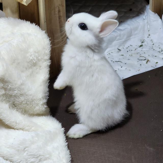 Dwarf Hotot น้องกำลังรอมามี้มาพากลับบ้านนะคะ 3