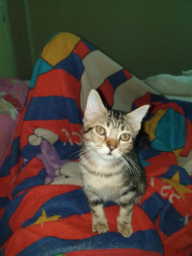 ขายเเมวเด็ก 2