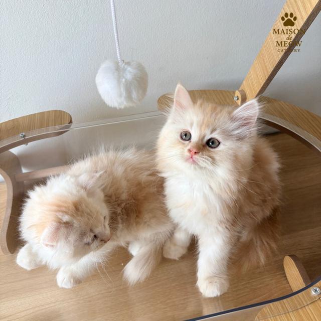 ❌🏠 ได้บ้านหมดแล้ว สก็อตติสชายคู่ ส้มอ่อน 6