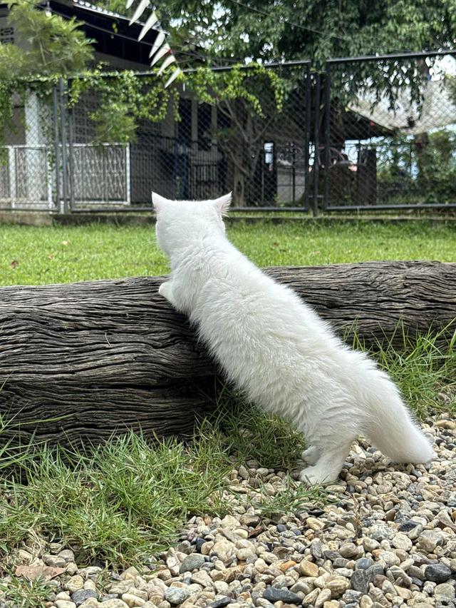 แมวมันช์กิ้น 6