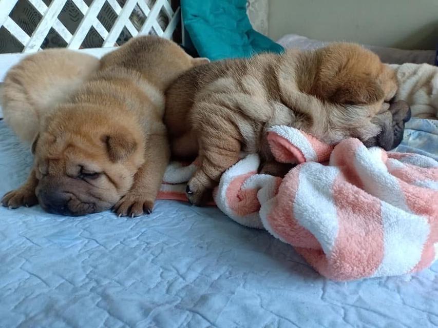 ลูกสุนัข Shar Pei สีน้ำตาล 5