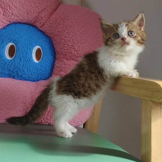 แมวมันช์กิ้น Munchkin short leg Oscat cattery chiangmai รูปที่ 4
