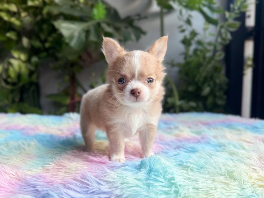 ชิวาวาแท้ขนยาว เพศผู้ พร้อมย้ายบ้าน 8