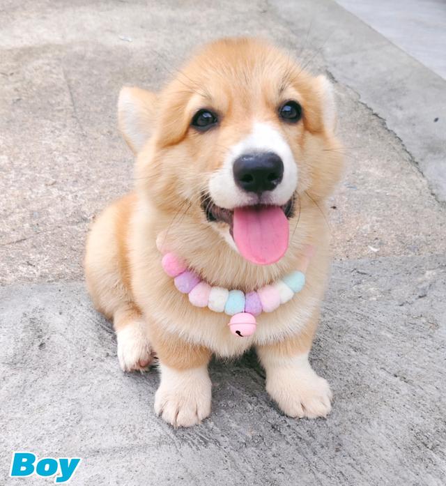 คอร์กี้พร้อมย้ายบ้านครับ