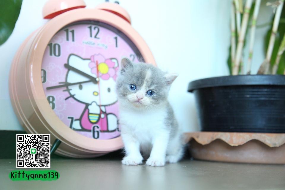 แมวหิมาลายันบริติชแท้ 9