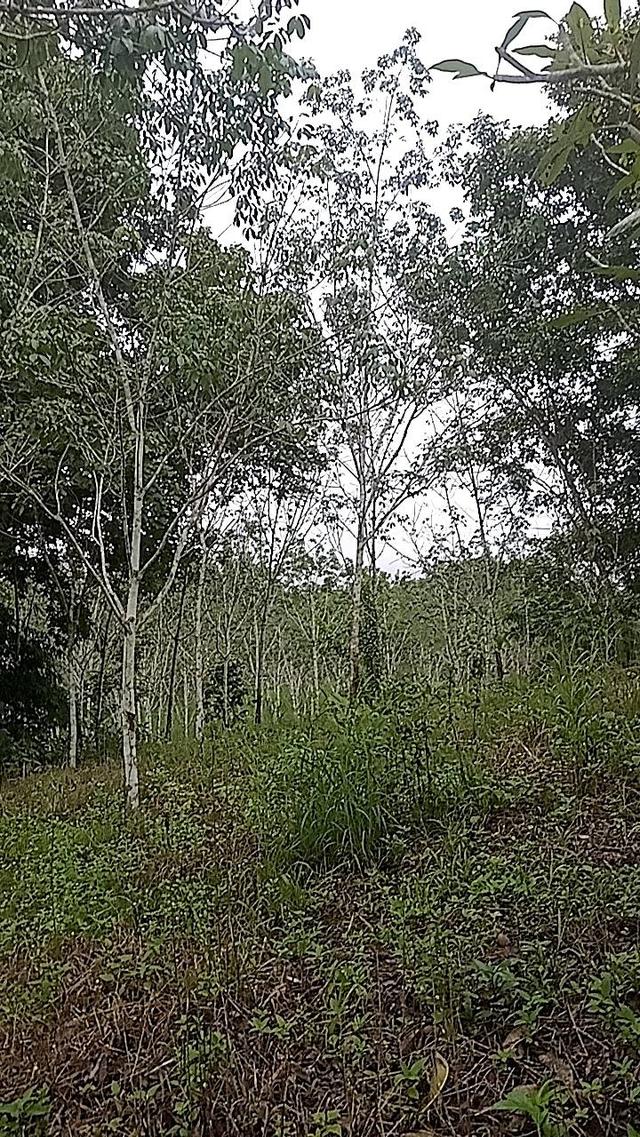 ที่ดินทองผาภูมิ 17