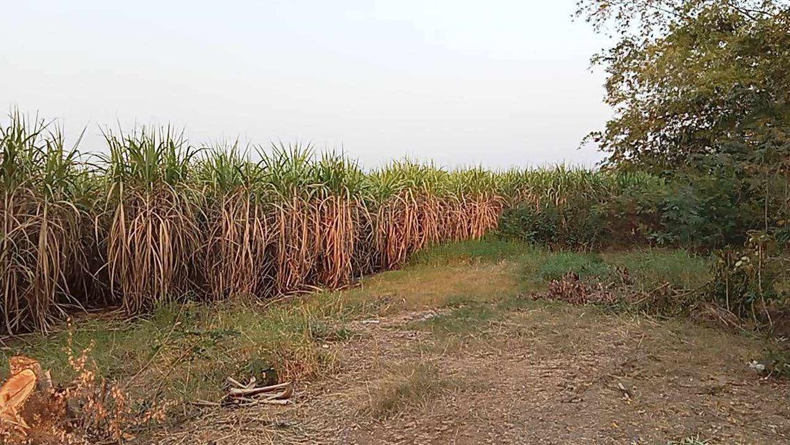 อสังหาริมทรัพย์ ที่ดิน 4