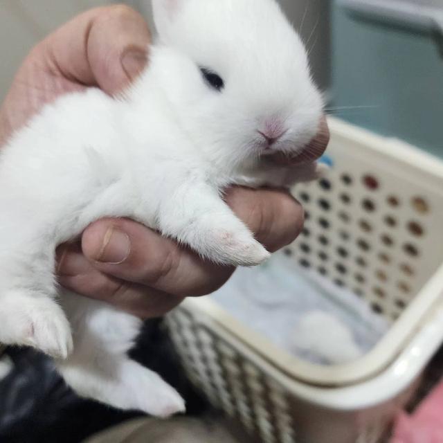 น้องกระต่าย Dwarf Hotot เพศหญิง 2