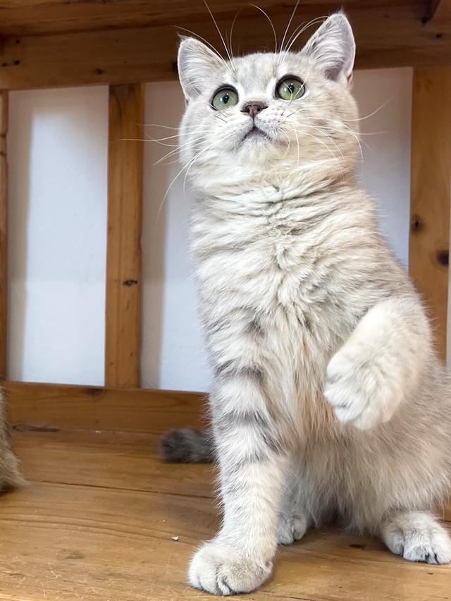 British Shorthair ใบเพ็ด WCF 5