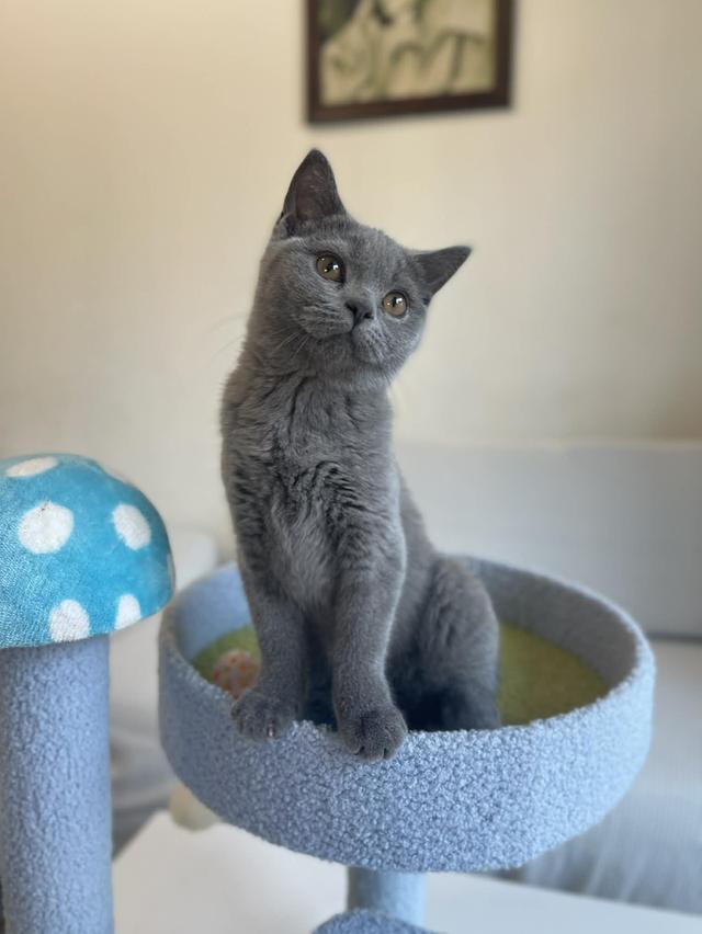 British Shorthair พร้อมใบ WCF ดช