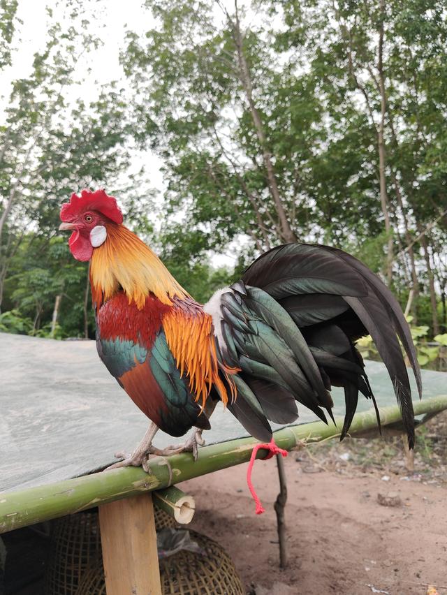 แบ่งไก่ต่อ หูขาว เต็มใบ รูปที่ 1