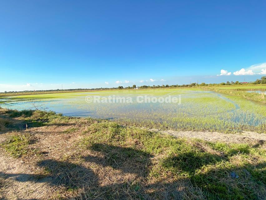 ขายที่ดินย่านบางน้ำเปรี้ยว 9 ไร่ 2 งาน 74 ตารางวา 6