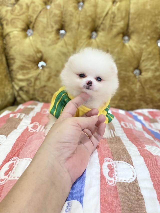 ลูกสุนัขปอมแท้ ไซสเล็ก