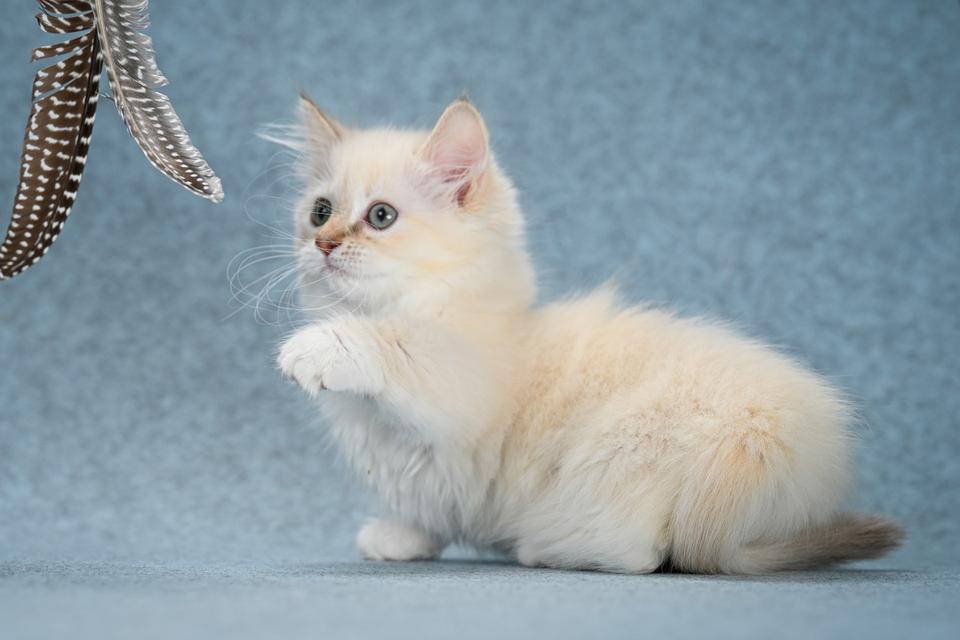 Munchkin Kittens for sale