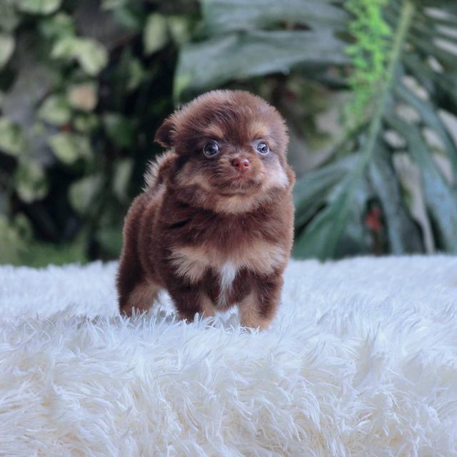 ชิวาวาแท้ ขนยาวสีช็อค ผู้ 9