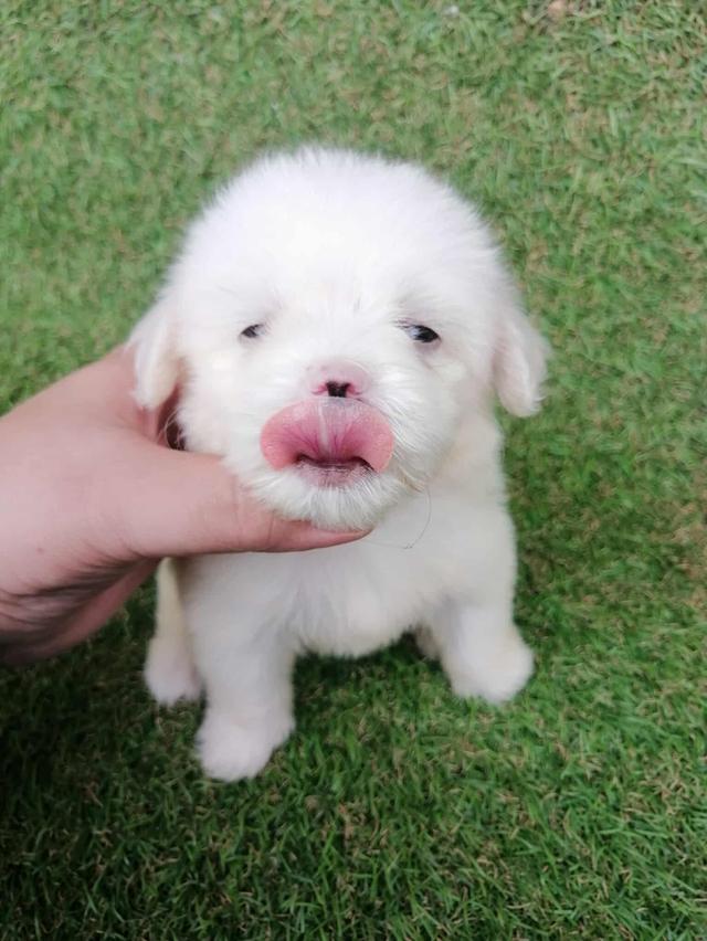 ชิสุพุดเดิ้ล หญิง น่ารัก พร้อมย้าย