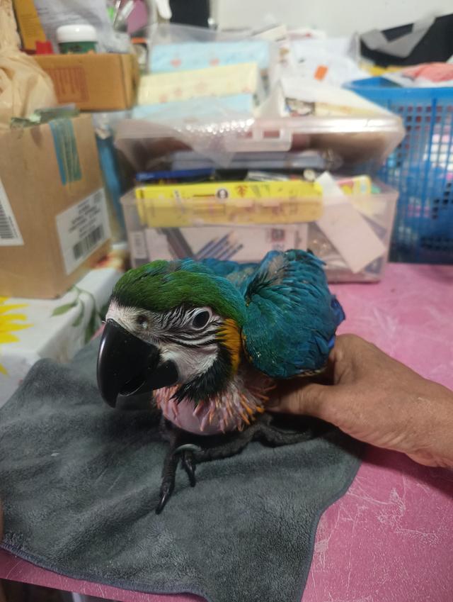 บลูโกล Blue and Gold Macaw