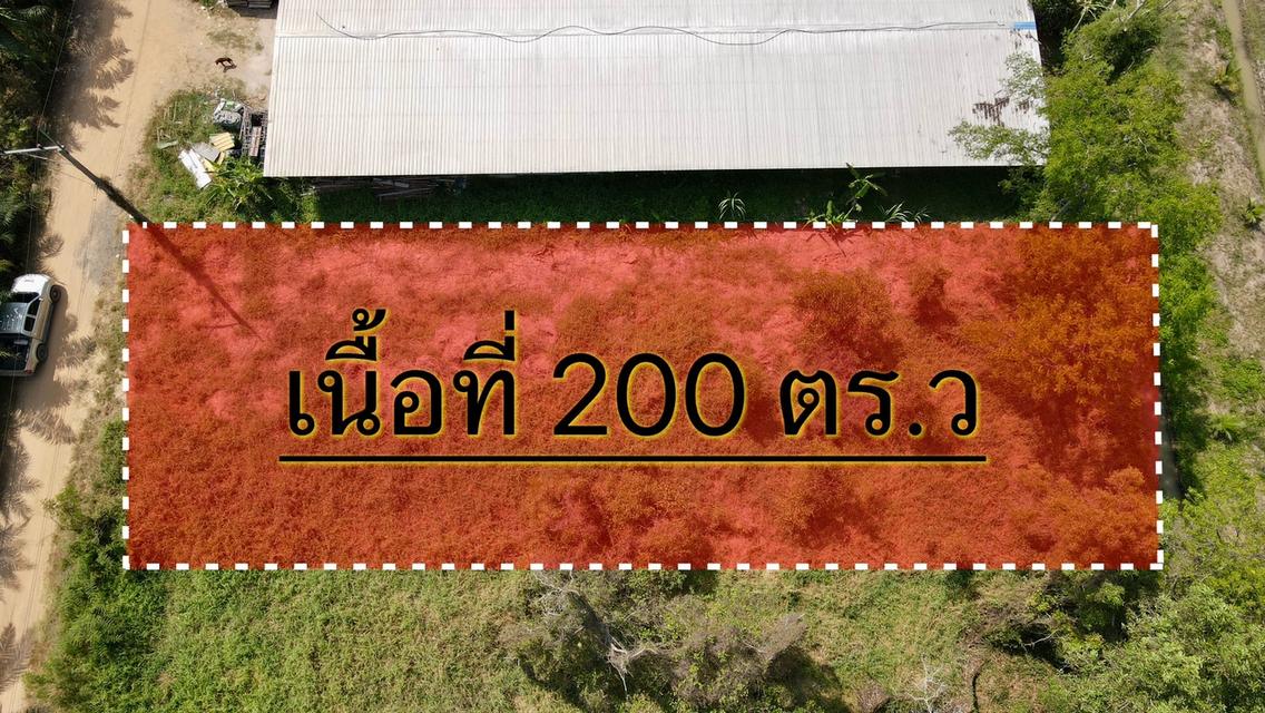 ขายที่ดินหนองเสือ 200 ตรว. คลอง12 ถมแล้ว เหมา890,000บาท ใกล้ถนนเส้น3025 - 210 เมตร จ.ปทุมธานี 6