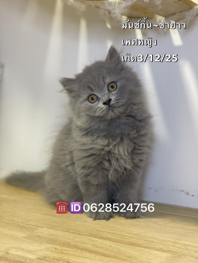 ลูกแมวมันช์กิ้น ขายาว