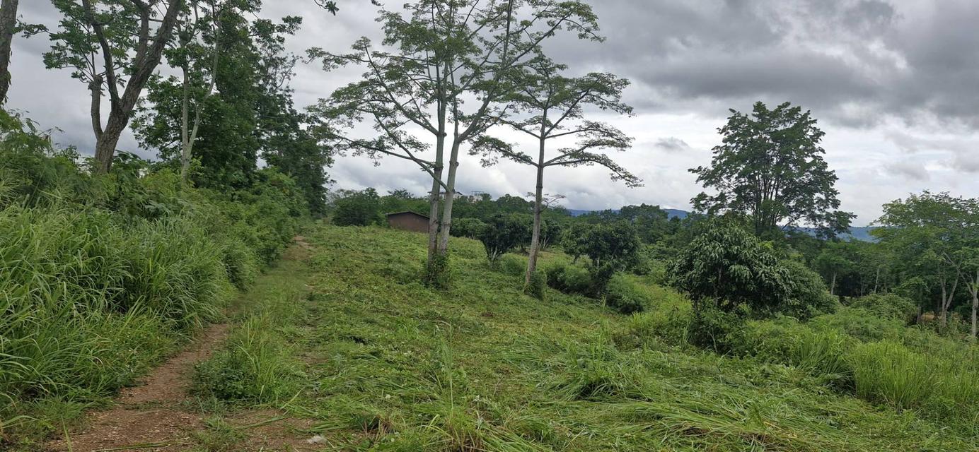 ขายที่ดินพร้อมปลูกสร้าง 7