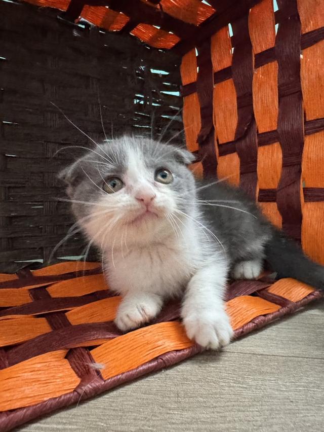 แมว Scottish fold สก็อตติชหูพับ 8