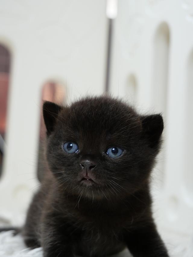 น้องแมวบริติชช๊อตแฮร์สีดำ รูปที่ 8