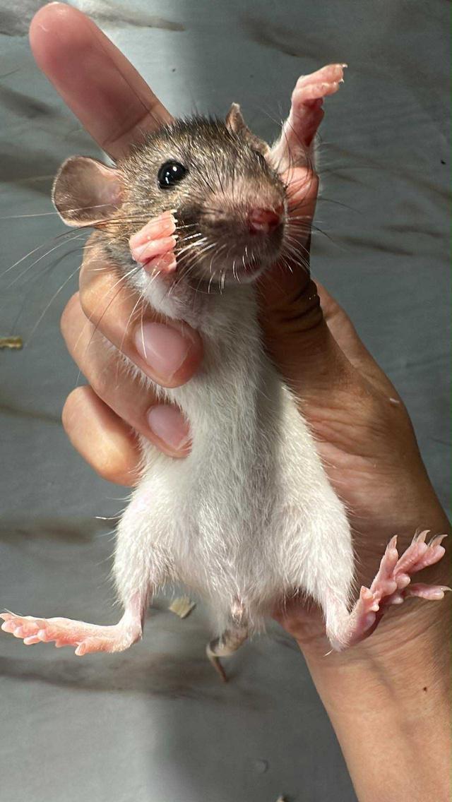 สัตวเลียงาาาาาสสสสสสสสสสสสสส