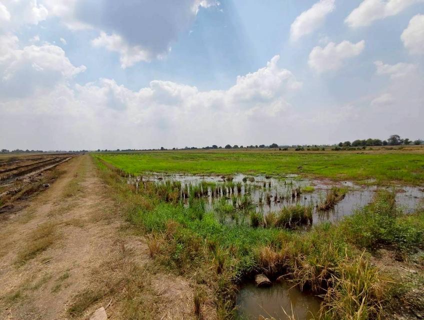 ขายด่วน! ที่ดินบางน้ำเปรี้ยว 15 ไร่ 1 งาน 34 ตารางวา ติดถนนลาดยางสาธารณะ ทำเลทอง ราคาถูกที่สุดในย่านนี้ รูปที่ 2