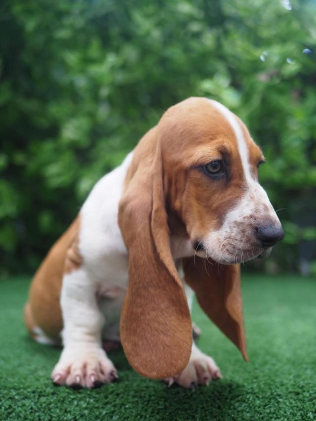 ลูกสุนัข Basset Hound หาผู้ปกครอง 2