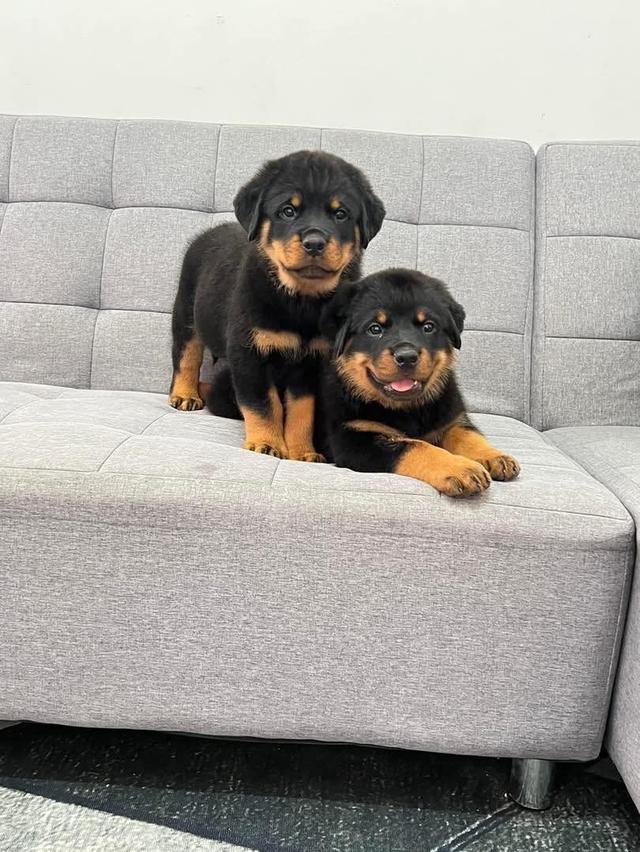 Rottweiler Puppies Available | WhatsApp me : +66 63 826 3042 รูปที่ 2