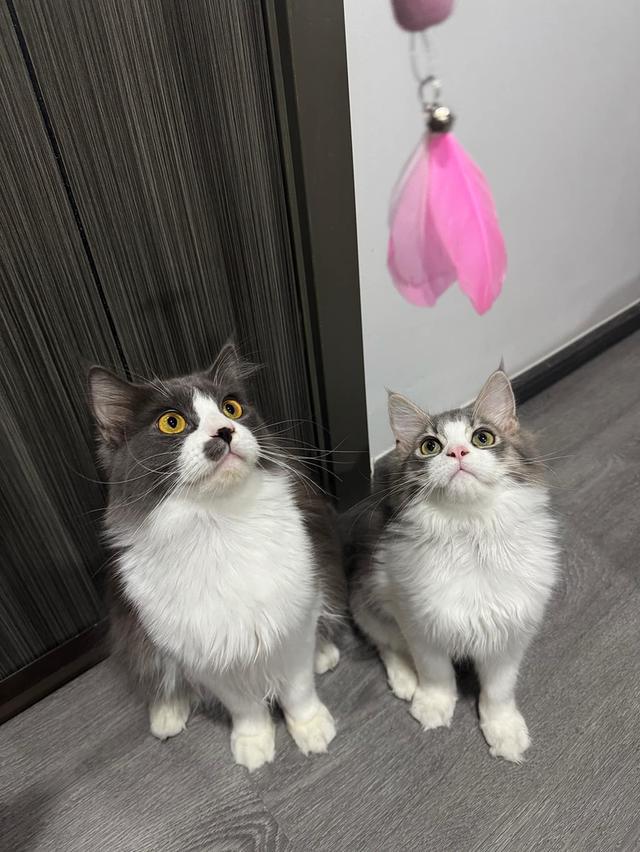 เมนคูนเปอร์เซีย 1