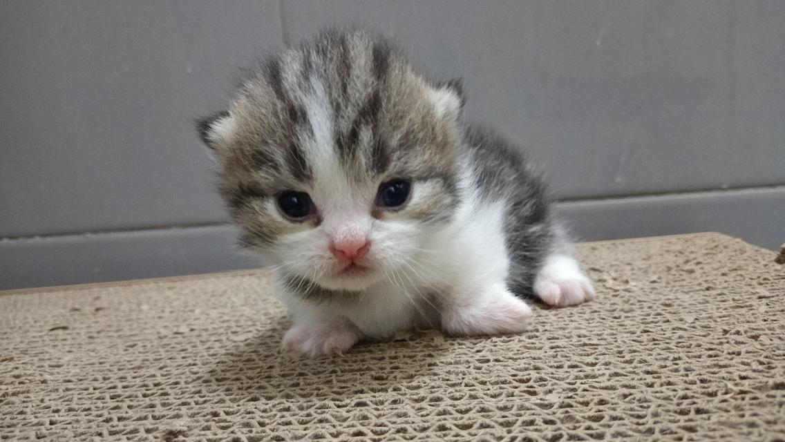 น้องแมวมัชกิ้นขาสั้น 7