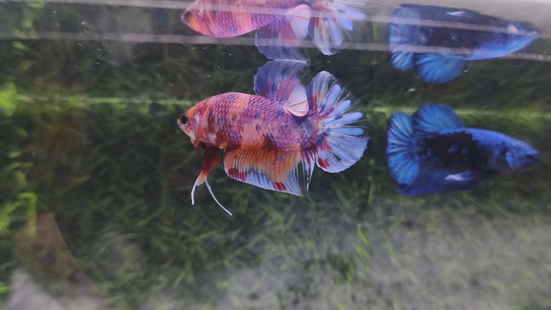 ปลากัดนีโม่โค่ย (Koi Betta) สีหลุมติดลายไฟ 7