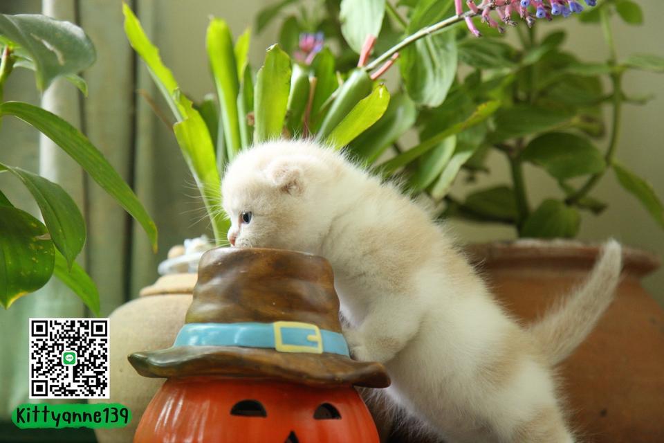 แมวสก็อตติชบริติชแท้ 14