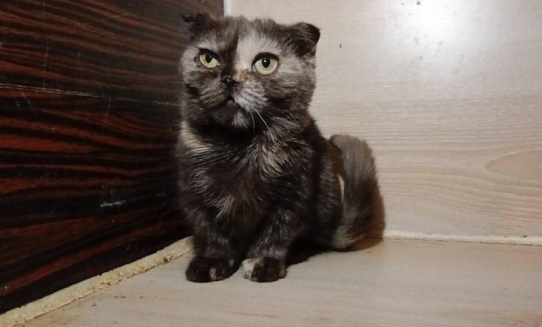 3.แมวมันช์กิ้น/เพศเมีย หาบ้าน Munchkin Cat/Female looking for a new home