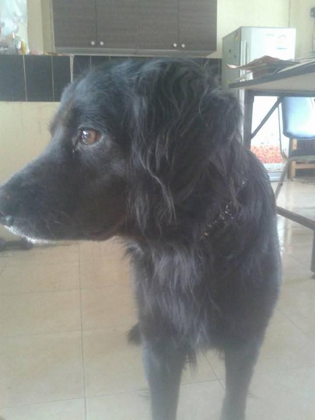 Black Golden Retriever เพศ ผู้ 3