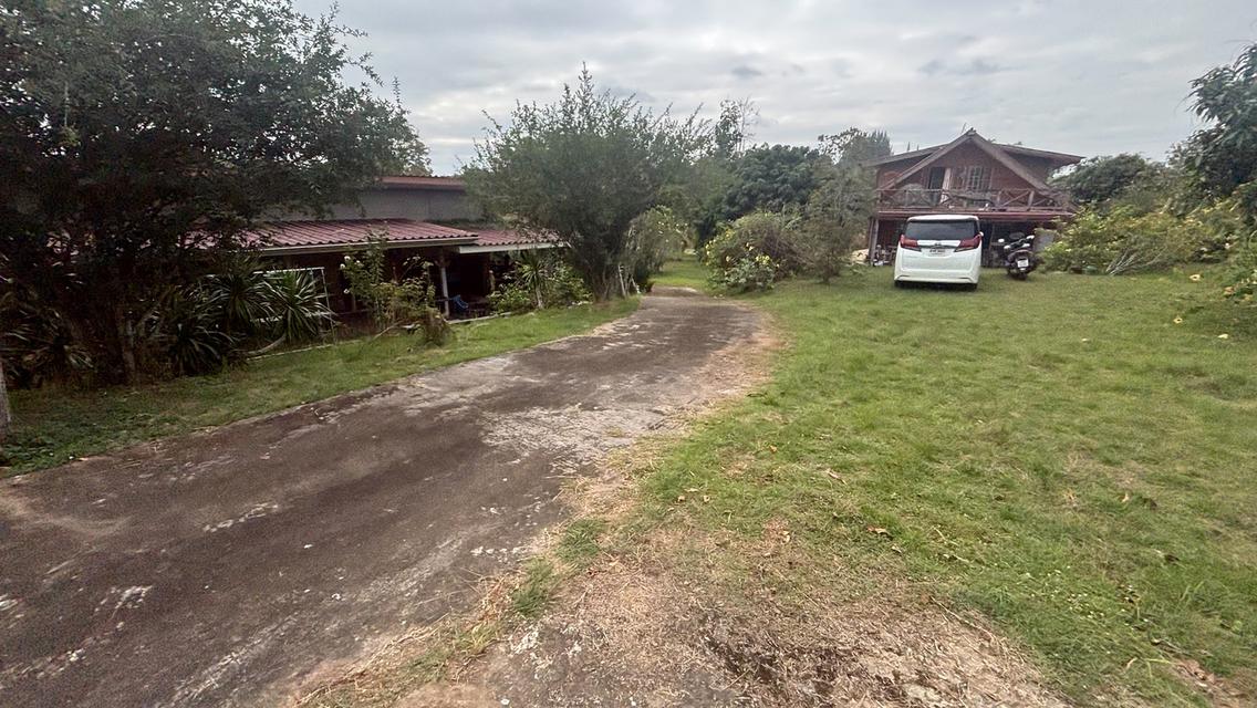 ทอไหม ไอหมอก รีสอร์ท 8 ไร่ 9.5 ล้าน บ.ไทรทอง อ.วังน้ำเขียว 4