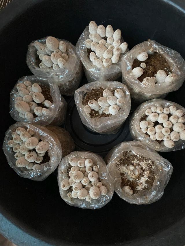 ก้อนเชื้อเห็ดโคนน้อย พร้อมคู่มือการดูแล 9