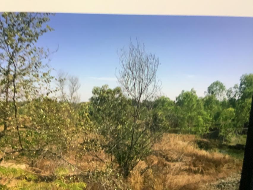 ที่ดิน 82 ไร่ พื้นที่สีเขียว โฉนดครุฑแดง ไฟฟ้า 3 เฟส น้ำประปา 2