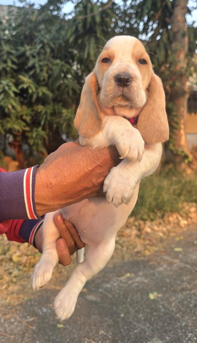 สุนัขบาสเซ็ตฮาวด์เพ็ดสมาคมเต็มใบ รูปที่ 8