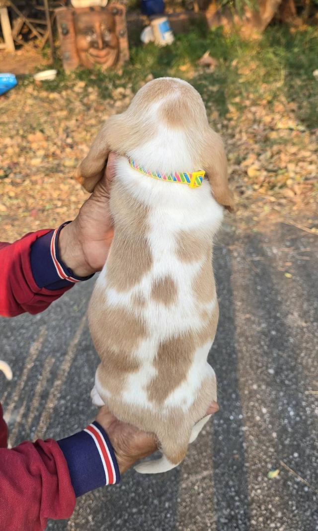 บาสเซ็ตฮาว์ดใบเพ็ดสมาคมพัฒนาพันธุ์สุนัข รูปที่ 14