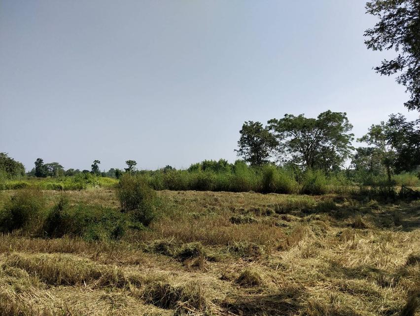 ที่ดิน สกลนคร สานร นิวาศ 2